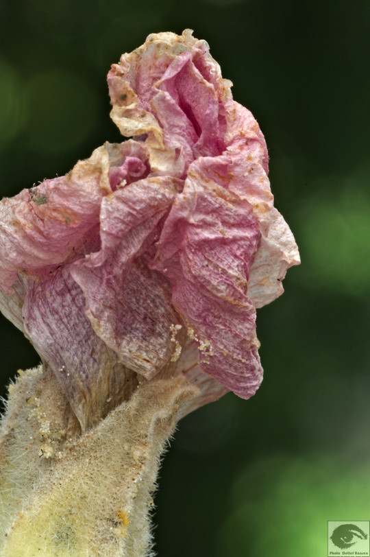  MG 3611 welke Blumen